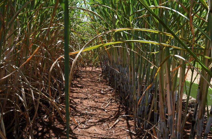Guaicurus News - Setor sucroenergético de MS tem a 4ª maior produção de cana do Brasil