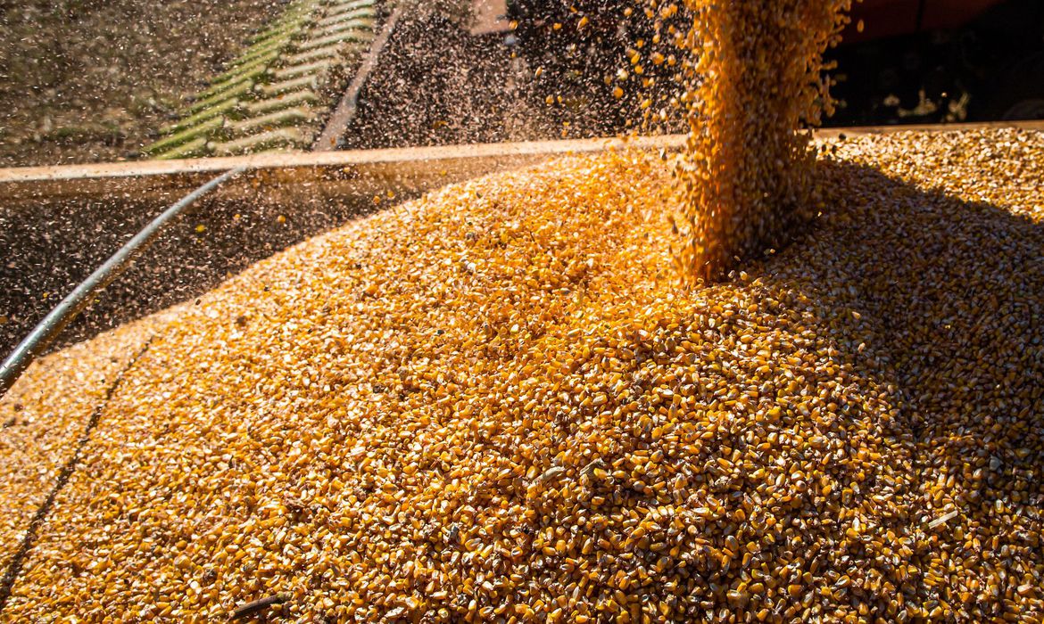 Guaicurus News - Produção de grãos deve chegar a 312,4 milhões de toneladas em 2023