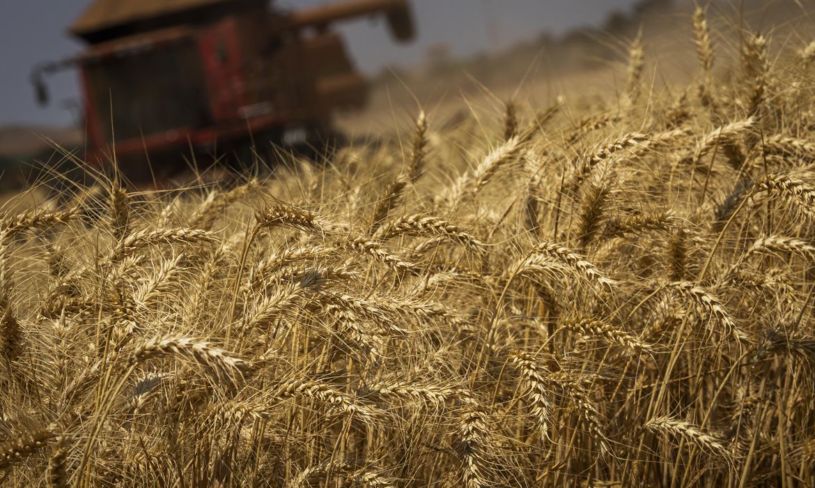 Guaicurus News - IBGE prevê safra recorde de 261,7 milhões de toneladas em 2022