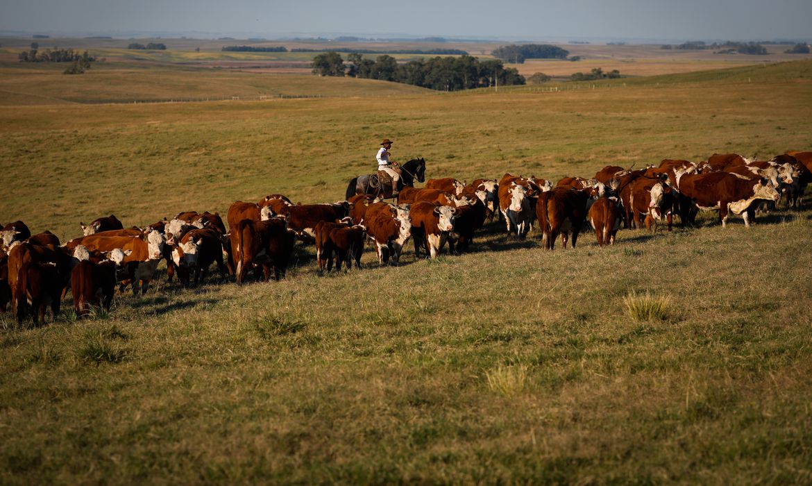 Guaicurus News - Vacinação contra febre aftosa é prorrogada até 17 de dezembro