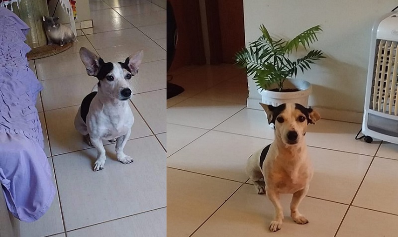 Guaicurus News - Família procura Nenê, cãozinho desaparecido em Campo Grande
