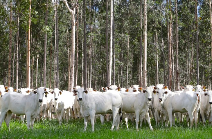 Guaicurus News - Com área livre de aftosa, trânsito de bovinos de MS para todo o território nacional está liberado