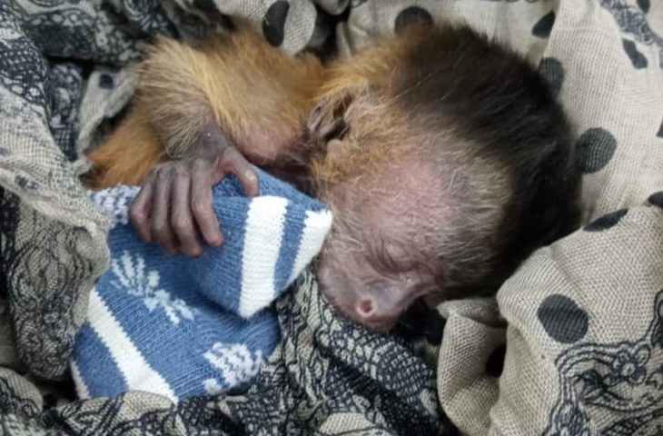 Guaicurus News - Filhote de macaco-prego é salvo após incêndios no Pantanal e tratado no Hospital Ayty