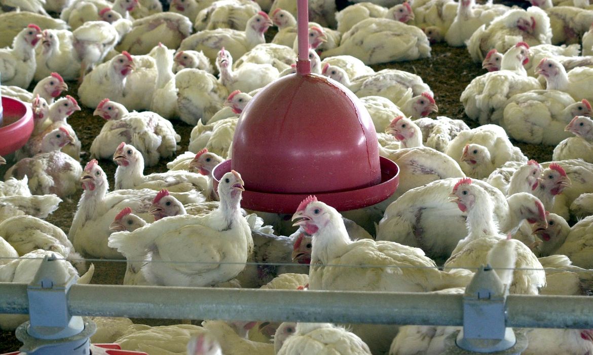 Guaicurus News - Valor de produção da pecuária tem recorde, com marca de R$ 122,5 bi