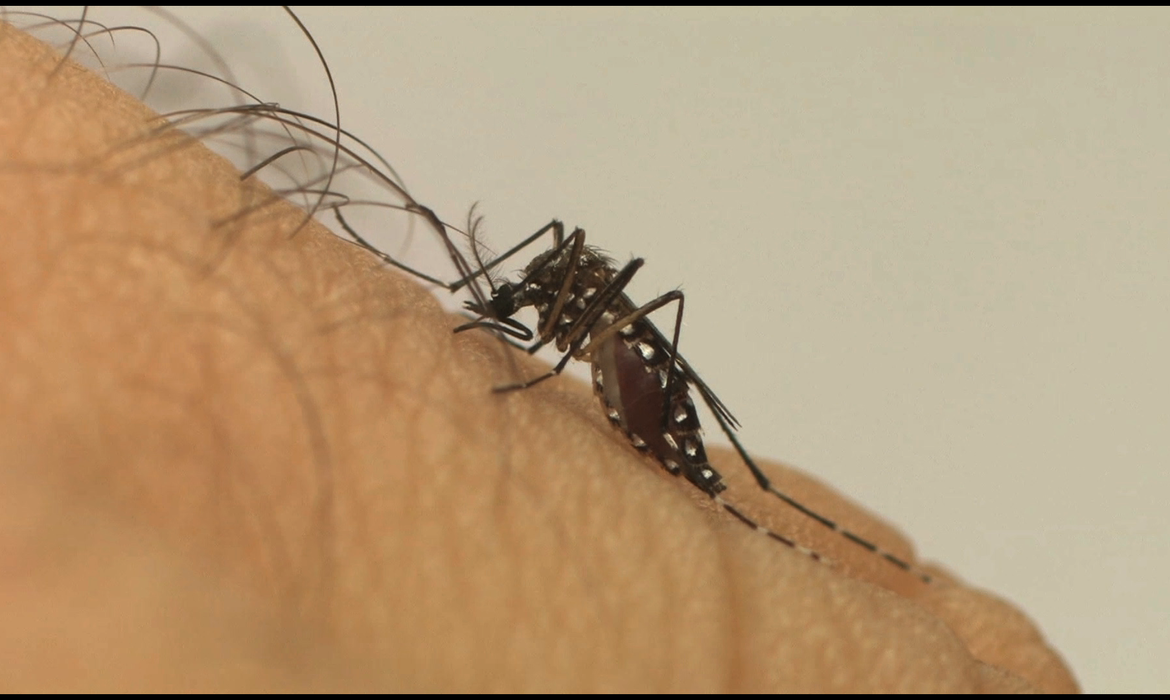 Guaicurus News - Brasil ultrapassa 1 milhão de casos prováveis de dengue em 2025