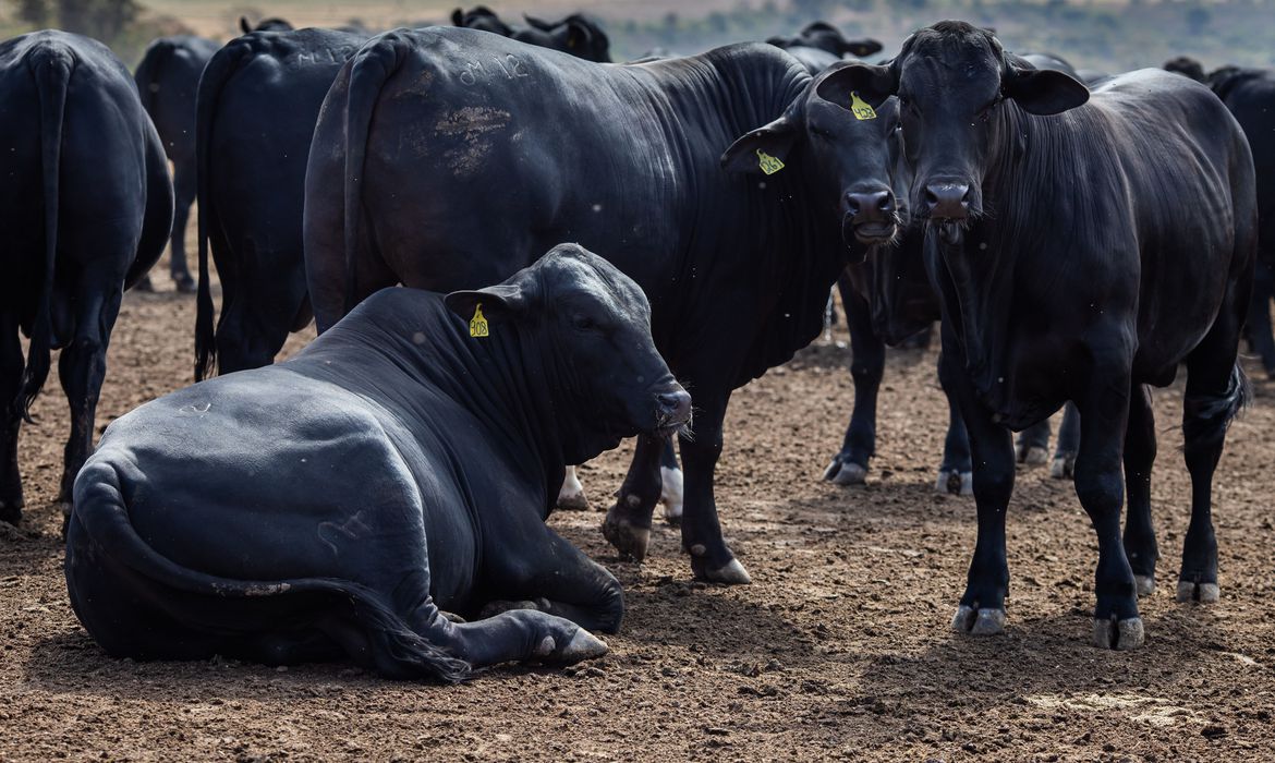 Guaicurus News - Rebanho bovino nacional teve aumento de 3,1% em 2021