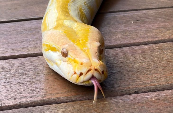 Guaicurus News - Píton albina que não pode retornar à natureza ganhará nova chance no Bioparque Pantanal