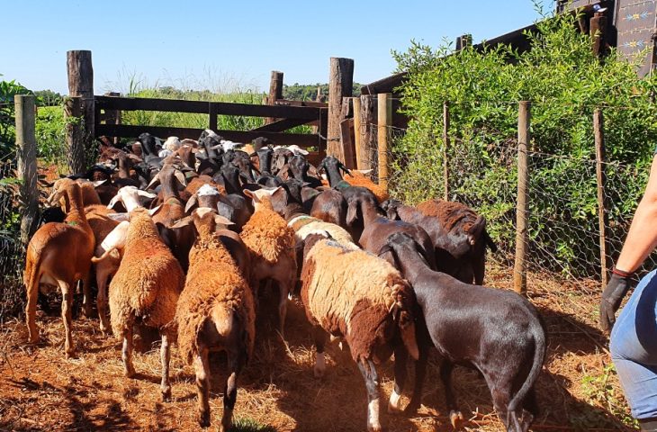 Guaicurus News - Produtores de ovinos e caprinos terão prazo de um ano para regularizar rebanhos junto a Iagro sem multas