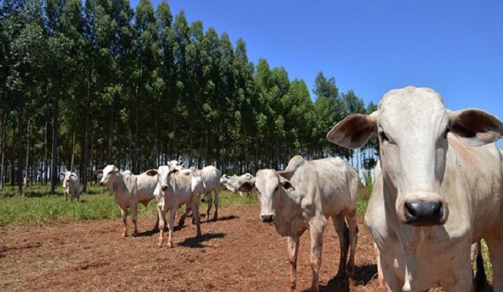 Guaicurus News - Precoce MS avança com abate de 1,3 milhão de cabeças e incentivo de quase R$ 117 milhões aos produtores
