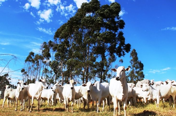 Guaicurus News - Mais de 80% dos rebanhos foram declarados; prazo termina no dia 30