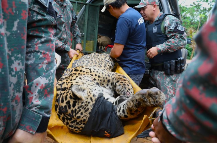 Guaicurus News - Após ataque atípico e captura no Pantanal, onça-pintada chega ao CRAS e passa por exames
