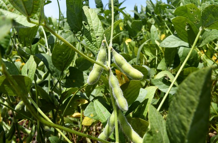 Guaicurus News - MS deve produzir neste ano mais de 70 milhões de toneladas de produtos agrícolas