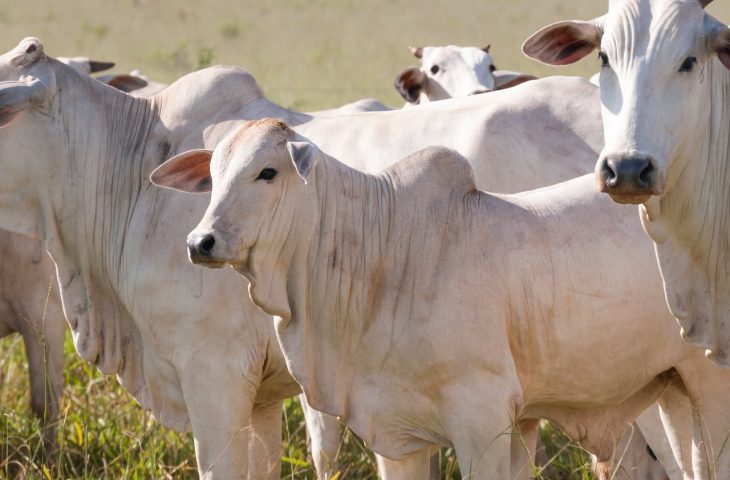 Guaicurus News - Novilhos precoces respondem por 40% do total de abates de bovinos nas indústrias de MS