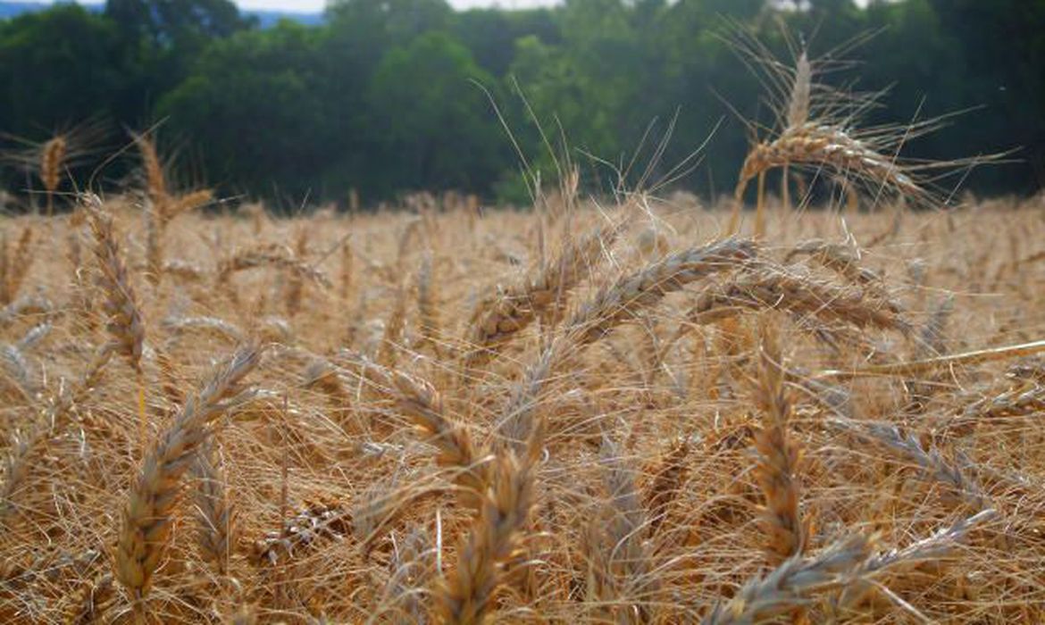 Guaicurus News - Arroz: governo publica MP que autoriza importar até um milhão de toneladas de arroz