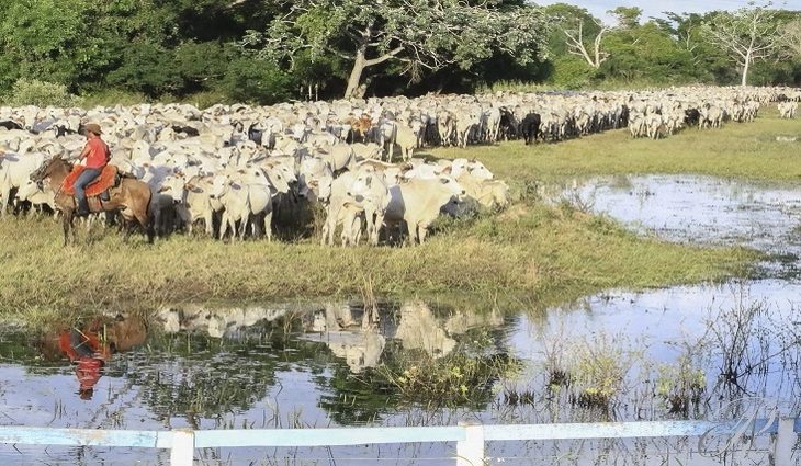 Guaicurus News - Iagro prorroga prazo para declaração de rebanho no Estado