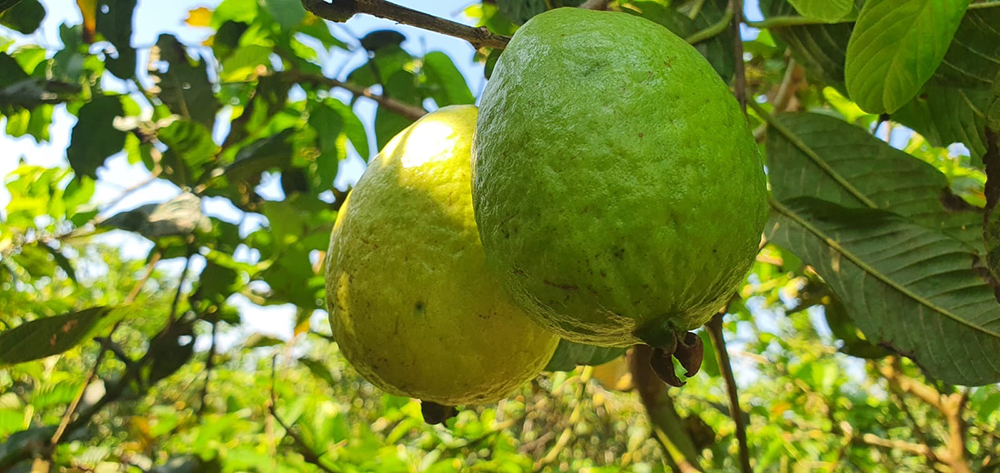Guaicurus News - Cientistas alertam sobre nova praga exótica que atinge plantios de goiabeira