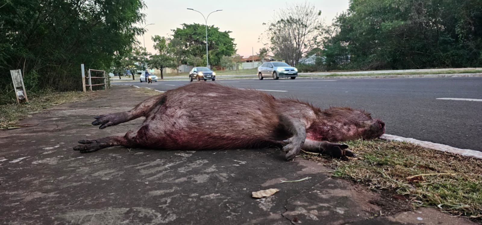 Guaicurus News - Capivara morre atropelada em avenida de Campo Grande 